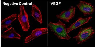 VEGFA / VEGF Antibody - Immunofluorescent analysis of Vascular Endothelial Growth Factor (VEGF, green) in Hela cells. The cells were fixed with 4% paraformaldehyde, permeabilized with 0.1% Triton X-100 in PBS, and blocked with 3% Blocker BSA for 30 minutes at room temperature. Cells were stained with (left panel) or without (right panel) a VEGF polyclonal antibody at a dilution of 1:40 for at least 1 hour at room temperature, and then incubated with a Dylight 488 goat anti-mouse IgG secondary antibody at a dilution of 1:1000 for 45 minutes at room temperature. F-actin (both panels, red) was stained by Dylight 554 Phalloidin and nuclei (both panels, blue) were stained with DAPI. Images were taken at 60X magnification.