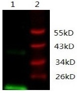 VEGFA / VEGF Antibody - Immunodetection Analysis: Representative blot from a previous lot. Lane 1, recombinant protein VEGF; Lane 2, protein marker. The membrane blot was probed with antiVEGF primary antibody ( 0.5µg/ ml ). Proteins were visualized using a donkey anti-mouse secondary antibody conjugated to IRDye 800CW detection system.