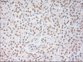 VEGFA / VEGF Antibody - IHC of paraffin-embedded pancreas tissue using anti-VEGF mouse monoclonal antibody. (Dilution 1:50).
