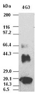 VEGFA / VEGF Antibody - VEGF antibody (4G3) at 1:5000 dilution + Recombinant human VEGF165.
