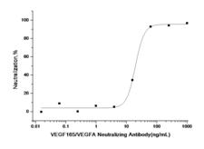 VEGFA / VEGF Antibody - Measured in a cell proliferation assay using human umbilical vein endothelial cells (HUVEC). The ED50 for this effect is typically 10-47 ng/mL in the presence of 10 ng/mL human VEGF165.