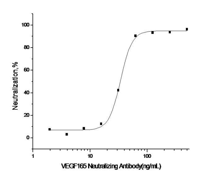 VEGFA / VEGF Antibody - Measured by its ability to neutralize VEGF165 induced proliferation of human umbilical vein endothelial cells (HUVEC). The Neutralization Titer (IC50) is typically 15-75ng/mL in the presence of 10 ng/mL Recombinant Human VEGF165.