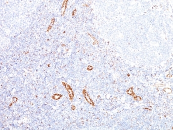 VEGFA / VEGF Antibody - Formalin-fixed, paraffin-embedded human tonsil stained with VEGF antibody (VEGF/1063).  This image was taken for the unmodified form of this product. Other forms have not been tested.
