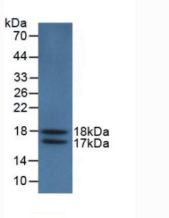 VEGFA / VEGF Antibody - Western Blot; Sample: Recombinant VEGF121, Human.