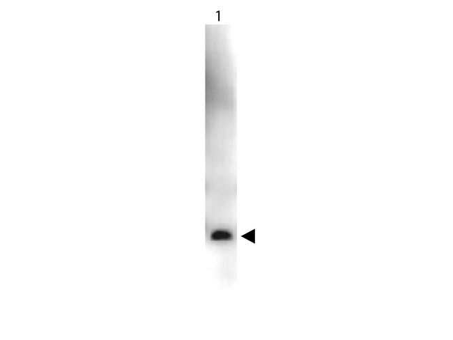 VEGFA / VEGF Antibody - Peroxidase - Western Blot. Western Blot showing detection of Recombinant Human VEGF-165. 50 ng of protein (Lane 1) was run on a 4-20% gel and transferred to 0.45 micron nitrocellulose. After blocking with 1% BSA-TTBS (MB-013, diluted to 1X) 30 min at 20?, Anti-VEGF-165 (RABBIT) Antibody Peroxidase Conjugate Anti-VEGF-165 (RABBIT) Antibody Peroxidase Conjugated - 209-403-B99 secondary antibody was used at 1:1000 in Blocking Buffer for Fluorescent Western Blot (p/n MB-070) and imaged using the Bio-Rad VersaDoc 4000 MP. Arrow indicates correct 19 kD molecular weight position expected for rH-VEGF-165. This image was taken for the unconjugated form of this product. Other forms have not been tested.