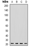 VEGFA / VEGF Antibody - Western blot analysis of VEGFA expression in A549 (A); K562 (B); mouse liver (C); rat heart (D) whole cell lysates.