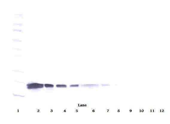 VEGFA / VEGF Antibody - Western Blot (reducing) of VEGF antibody. This image was taken for the unconjugated form of this product. Other forms have not been tested.