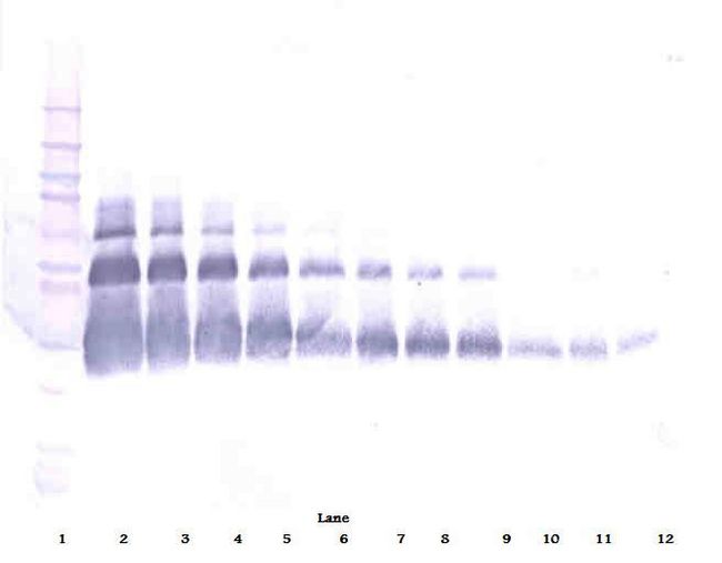 VEGFA / VEGF Antibody - Western Blot (non-reducing) of VEGF antibody. This image was taken for the unconjugated form of this product. Other forms have not been tested.