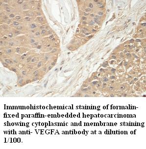 VEGFA / VEGF Antibody