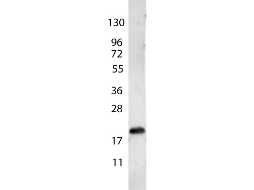 VEGFA / VEGF Antibody - Anti-VEGF-165 Antibody - Western Blot. anti-Human VEGF-165 antibody shows detection of a band ~22 kD in size corresponding to recombinant human VEGF-165. This isoform of VEGF tends to form a disulfide linked homodimer. Molecular weight markers are also shown (left). After transfer, the membrane was blocked overnight with 3% BSA in TBS followed by reaction with primary antibody at a 1:1000 dilution. Detection occurred using peroxidase conjugated anti-Rabbit IgG (LS-C60865) secondary antibody diluted 1:40000 in blocking buffer (p/n MB-070) for 30 min at RT followed by reaction with FemtoMax chemiluminescent substrate. Image was captured using VersaDoc MP 4000 imaging system (Bio-Rad).