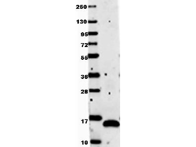 VEGFA / VEGF Antibody - Anti-Human VEGF-121 Antibody - Western Blot. Anti-human VEGF-121 by western blot shows detection of recombinant Human VEGF-121 raised in E. coli. Recombinant (0.1 ug, 28.4 kD) protein was loaded onto and resolved by SDS-PAGE, then transferred to nitrocellulose. The membrane was blocked with 1% BSA in TBST for 30 min at RT, followed by incubation with Anti-Human VEGF-121. After washing, membrane was probed with secondary antibody Dylight 649 Conjugated Anti-Rabbit IgG (H&L) (Goat) Antibody ( diluted 1:20000 in blocking buffer (MB-070) for 30 min. at RT. Data was collected using Bio-Rad VersaDoc 4000 MP imaging system.