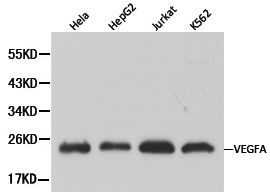VEGFA / VEGF Antibody - Western blot of VEGFA pAb in extracts from Hela, HepG2, Jurkat and K562 cells.
