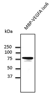 VEGFA / VEGF Antibody - Western blot. MBP-VEGFA isoform 6 recombinant protein detected by WB using anti-VEGFA antibody at 1000 dilution. Rabbit polyclonal to goat IgG (HRP) at 1:10000 dilution.