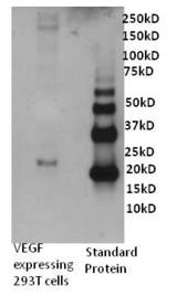 VEGFA / VEGF Antibody - WB using VEGF-A Antibody