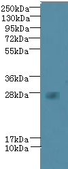VEGFA / VEGF Antibody - Western blot. All lanes: VEGF antibody at 6 ug/ml+ A431 whole cell lysate Goat polyclonal to rabbit at 1:10000 dilution. Predicted band size: 27 kDa. Observed band size: 27 kDa.