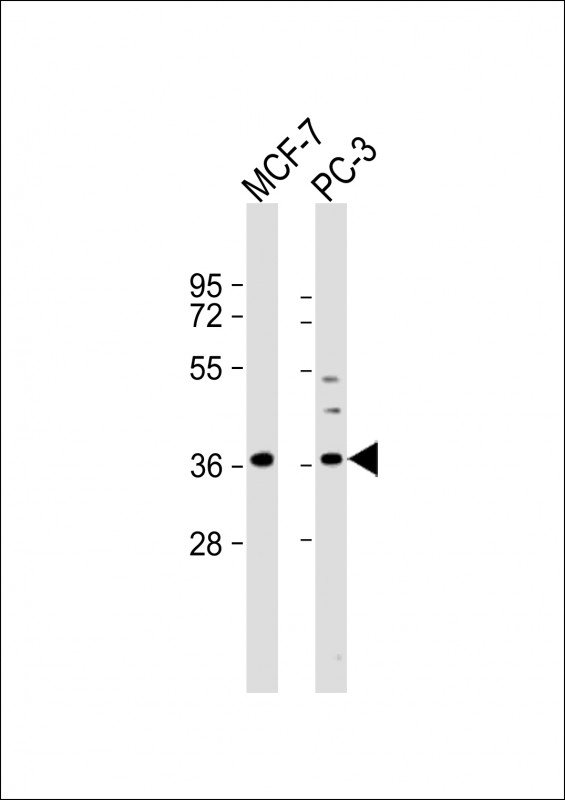 VEGFA / VEGF Antibody - All lanes: Anti-VEGF Antibody (C-term) at 1:2000 dilution. Lane 1: MCF-7 whole cell lysate. Lane 2: PC-3 whole cell lysate Lysates/proteins at 20 ug per lane. Secondary Goat Anti-Rabbit IgG, (H+L), Peroxidase conjugated at 1:10000 dilution. Predicted band size: 27 kDa. Blocking/Dilution buffer: 5% NFDM/TBST.