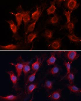 VEGFA / VEGF Antibody - Immunofluorescence analysis of HUVEC cells using VEGFA antibody at dilution of 1:100 (40x lens). Blue: DAPI for nuclear staining.