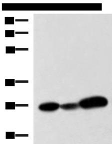 VEGFA / VEGF Antibody - Western blot analysis of 293T K562 and NIH/3T3 cell lysates  using VEGFA Polyclonal Antibody at dilution of 1:1050