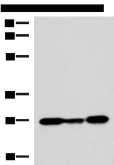 VEGFA / VEGF Antibody - Western blot analysis of 293T K562 NIH/3T3 cell lysates  using VEGFA Polyclonal Antibody at dilution of 1:1150