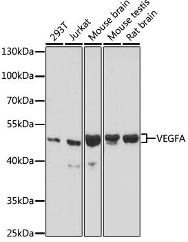 VEGFA / VEGF Antibody - Western blot analysis of extracts of various cell lines using VEGFA Polyclonal Antibody at dilution of 1:1000.