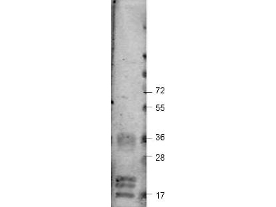 VEGFA / VEGF Antibody - Anti-Bovine VEGF-A Antibody - Western Blot. Western blot of Protein-A Purified anti-bovine VEGF-A antibody shows detection of recombinant bovine VEGF-A at 17-19.2 kD (arrowhead). Approximately 2 ug of recombinant protein was loaded per lane onto a 4-20% gradient gel followed by transfer to PVDF membrane. The membrane was blocked using 3% BSA (BSA-30) diluted 1:10. The primary antibody was used at a 1:333 dilution and was incubated with the blot for 2h at room temperature. The membrane was washed and reacted with a 1:10000 dilution of IRDye800 Conjugated Affinity Purified Goat-anti-Rabbit IgG [H&L] MX10. Molecular weight estimation was made by comparison to prestained MW markers. Other detection systems will yield similar results.