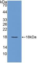 VEGFA / VEGF Antibody - Western Blot; Sample: Recombinant VEGFA, Rabbit.