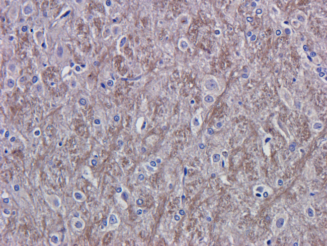 VEGFA / VEGF Antibody - WB on rat skin.