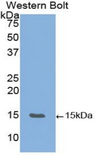 VEGFB Antibody - Western blot of recombinant VEGFB.  This image was taken for the unconjugated form of this product. Other forms have not been tested.
