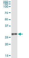 VEGFB Antibody - Immunoprecipitation of VEGFB transfected lysate using anti-VEGFB monoclonal antibody and Protein A Magnetic Bead, and immunoblotted with VEGFB rabbit polyclonal antibody.