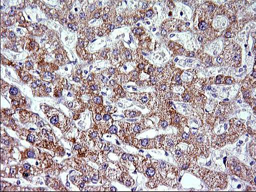 VEGFB Antibody - IHC of paraffin-embedded Human liver tissue using anti-VEGFB mouse monoclonal antibody. (Heat-induced epitope retrieval by 1 mM EDTA in 10mM Tris, pH8.5, 120°C for 3min).