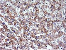 VEGFB Antibody - IHC of paraffin-embedded Human liver tissue using anti-VEGFB mouse monoclonal antibody. (Heat-induced epitope retrieval by 1 mM EDTA in 10mM Tris, pH8.5, 120°C for 3min).