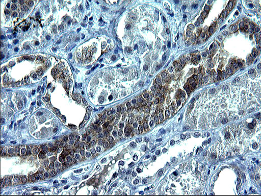 VEGFB Antibody - IHC of paraffin-embedded Human Kidney tissue using anti-VEGFB mouse monoclonal antibody. (Heat-induced epitope retrieval by 1 mM EDTA in 10mM Tris, pH8.5, 120°C for 3min).