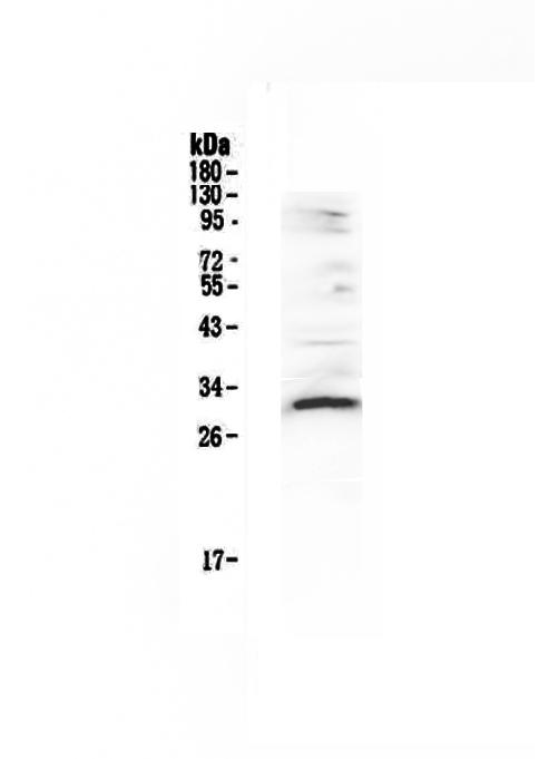 VEGFB Antibody - Western blot - Anti-VEGFB Picoband antibody