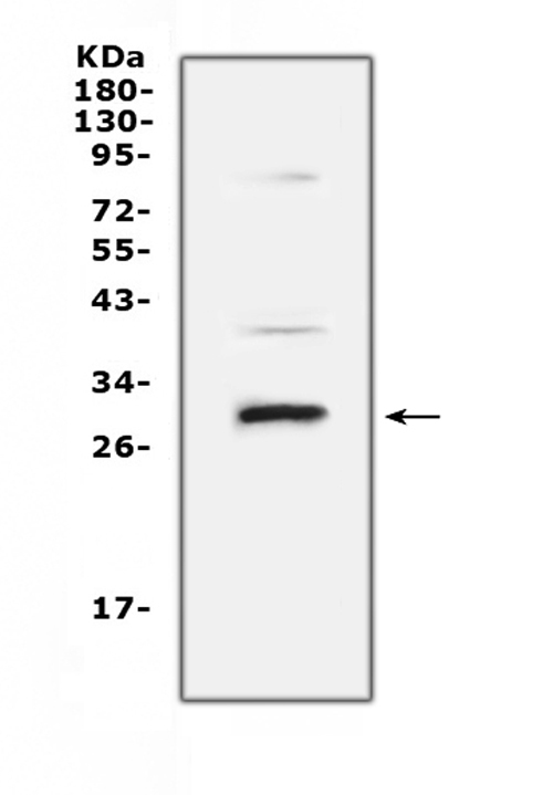 VEGFB Antibody - Western blot analysis of VEGFB using anti-VEGFB antibody. Electrophoresis was performed on a 5-20% SDS-PAGE gel at 70V (Stacking gel) / 90V (Resolving gel) for 2-3 hours. The sample well of each lane was loaded with 50ug of sample under reducing conditions. Lane 1: rat heart tissue lysates. After Electrophoresis, proteins were transferred to a Nitrocellulose membrane at 150mA for 50-90 minutes. Blocked the membrane with 5% Non-fat Milk/ TBS for 1.5 hour at RT. The membrane was incubated with rabbit anti-VEGFB antigen affinity purified polyclonal antibody at 0.5 µg/mL overnight at 4°C, then washed with TBS-0.1% Tween 3 times with 5 minutes each and probed with a goat anti-rabbit IgG-HRP secondary antibody at a dilution of 1:10000 for 1.5 hour at RT. The signal is developed using an Enhanced Chemiluminescent detection (ECL) kit with Tanon 5200 system. A specific band was detected for VEGFB at approximately 29KD. The expected band size for VEGFB is at 22KD.