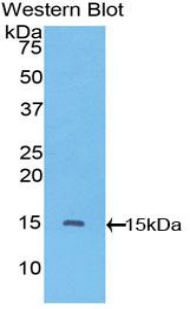 VEGFC Antibody - Western blot of recombinant VEGFC / VEGF-C.  This image was taken for the unconjugated form of this product. Other forms have not been tested.