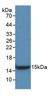 VEGFC Antibody - Western Blot; Sample: Recombinant VEGFC, Rat.