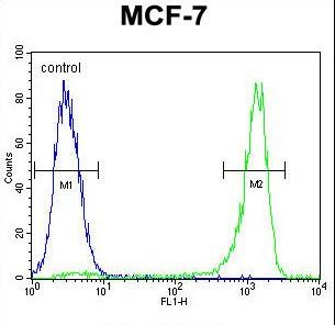 VEGFC Antibody - VEGF3 Antibody flow cytometry of MCF-7 cells (right histogram) compared to a negative control cell (left histogram). FITC-conjugated goat-anti-rabbit secondary antibodies were used for the analysis.