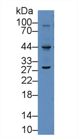 VEGFC Antibody - Western Blot; Sample: Mouse raw264.7 cell lysate; Primary Ab: 2µg/mL Rabbit Anti-Human VEGFC Antibody Second Ab: 0.2µg/mL HRP-Linked Caprine Anti-Rabbit IgG Polyclonal Antibody