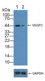 VEGFC Antibody - Knockout Varification: Lane 1: Wild-type MCF7 cell lysate; Lane 2: VEGFC knockout MCF7 cell lysate; Predicted MW: 47kd Observed MW: 44kd Primary Ab: 3µg/ml Rabbit Anti-Human VEGFC Antibody Second Ab: 0.2µg/mL HRP-Linked Caprine Anti-Rabbit IgG Polyclonal Antibody