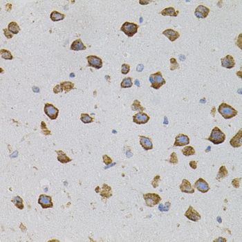 VEGFC Antibody - Immunohistochemistry of paraffin-embedded mouse brain tissue.