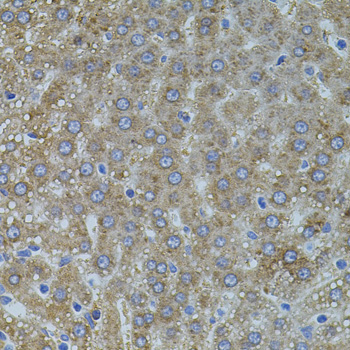 VEGFC Antibody - Immunohistochemistry of paraffin-embedded rat liver tissue.