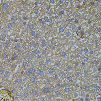 VEGFC Antibody - Immunohistochemistry of paraffin-embedded mouse liver tissue.