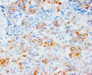 VEGFD Antibody -  This image was taken for the unconjugated form of this product. Other forms have not been tested.