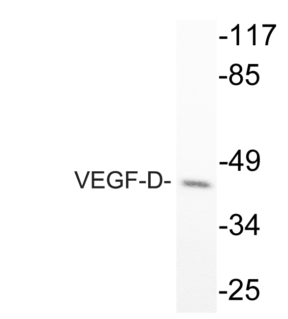 VEGFD Antibody - Western blot analysis of lysate from COS-7 cells, using VEGF-D antibody.