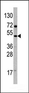 VEGFD Antibody - Western blot of anti-VEGF4 Antibody antibody in 293 cell line lysates. VEGF4 Antibody (arrow) was detected using the purified antibody.