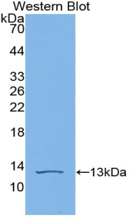 VEGFD Antibody - Western blot of recombinant FIGF / VEGFD.  This image was taken for the unconjugated form of this product. Other forms have not been tested.