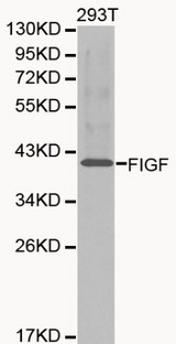 VEGFD Antibody - Western blot of FIGF pAb in extracts from 293T cells.