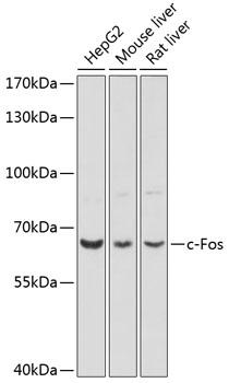 VEGFD Antibody - Western blot analysis of extracts of various cell lines using c-Fos Polyclonal Antibody at dilution of 1:1000.