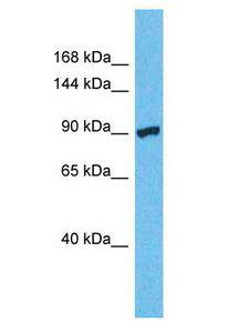 VEPH1 Antibody - VEPH1 antibody Western Blot of HeLa. Antibody dilution: 1 ug/ml.  This image was taken for the unconjugated form of this product. Other forms have not been tested.