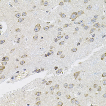 VEPH1 Antibody - Immunohistochemistry of paraffin-embedded mouse brain tissue.
